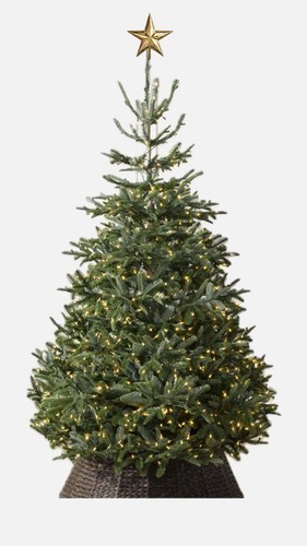 Nordmann fir christmas - bh,