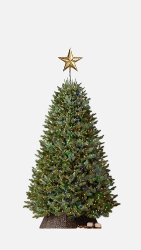 Fraser fir christmas - 5'5,