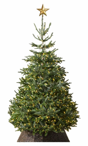 Nordmann fir christmas - fir,